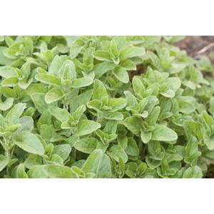 HERB; Oregano
