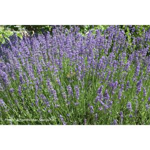 HERB; Lavender