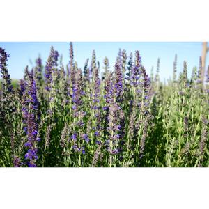 HERB; Hyssop
