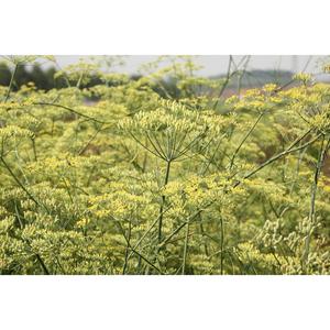 HERB; Fennel
