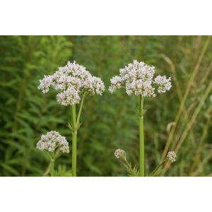 HERB; Valerian