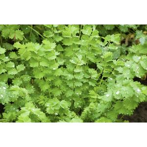 HERB; Salad Burnet