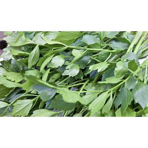 HERB; Lovage
