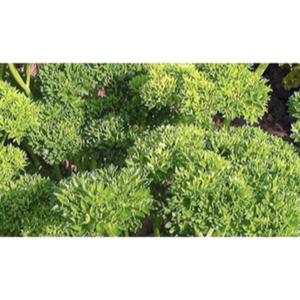 HERB; Parsley, Moss Curled