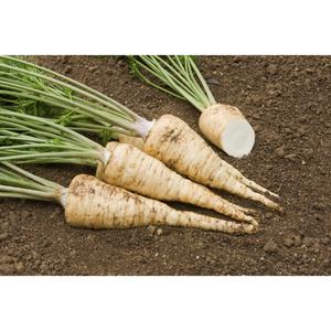 HERB; Parsley, Tuberous Rooted