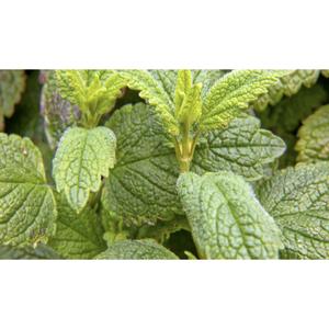 HERB; Lemon Balm