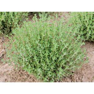 HERB; Thyme