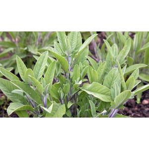 HERB; Sage
