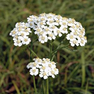 HERB; Yarrow