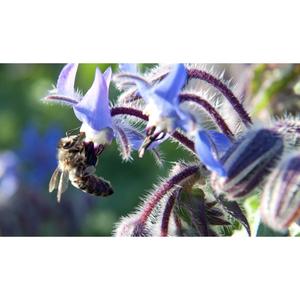 FLOWER MIXTURE; Bee Mixture