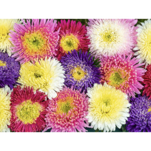 FLOWER; Callistephus chin. Prinova mixture