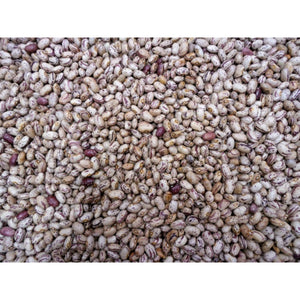 BEAN; DWARF FRENCH; Borlotto L.d.f.n.