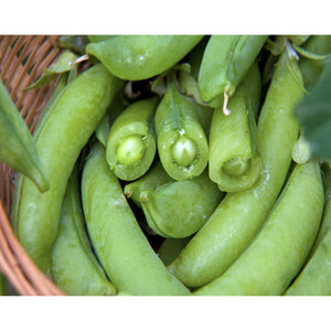 PEA; Sugar Snap