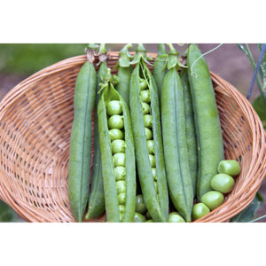 PEA; Hurst Green Shaft