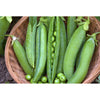 PEA; Kelvedon Wonder