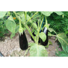 AUBERGINE; De Barbentane AUBERGINE; De Barbentane