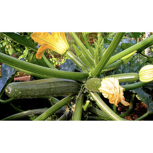 Image Title COURGETTE; Zucchini Elite