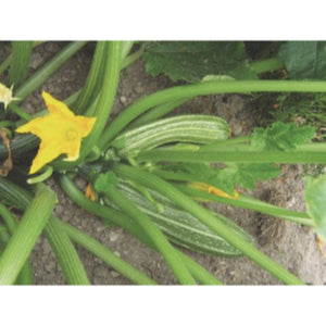 Image Title COURGETTE; Costates de Romanesco