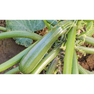 Image Title COURGETTE; Zuboda
