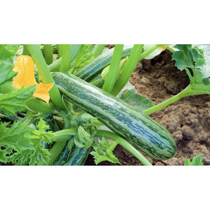 COURGETTE; Cocozelle von Tripolis