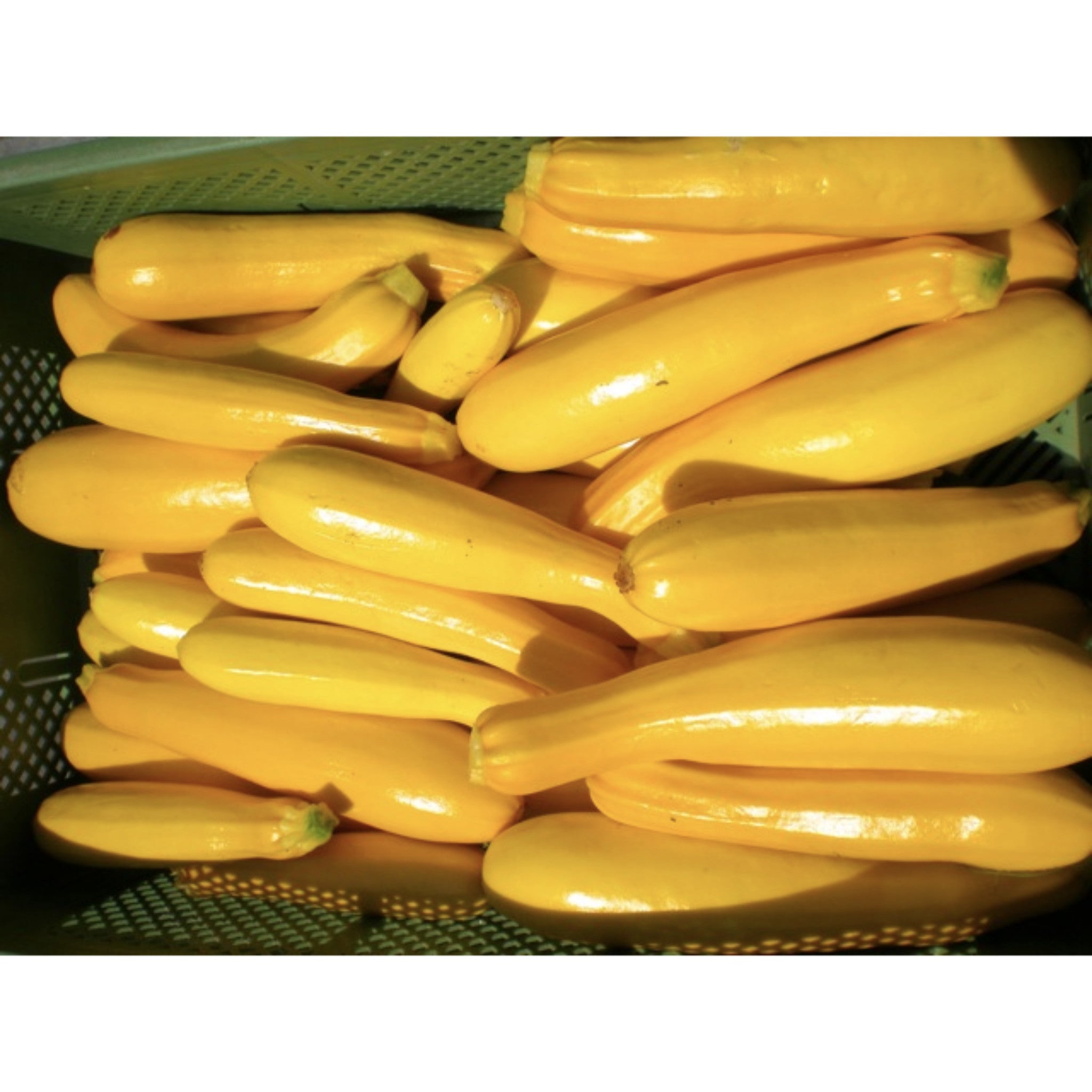 COURGETTE; Gold Rush