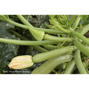 Image Title COURGETTE; Alberello