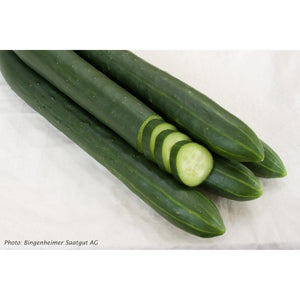 CUCUMBER; Arola