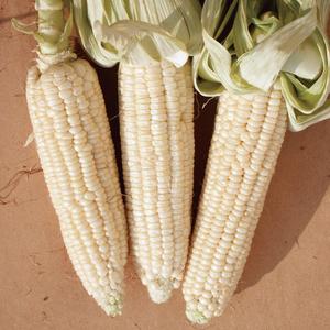 SWEET CORN; Stowell's Evergreen