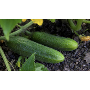 GHERKIN; Hokus