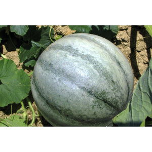 MELON; Petit gris de Rennes