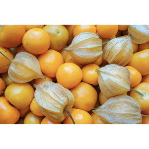 CAPE GOOSEBERRY; Schonbrunner Gold