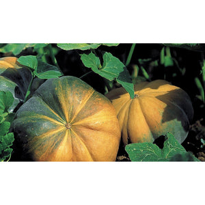 PUMPKIN; Muscade de Provence