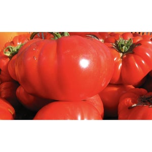 TOMATO; Red Brandy Wine