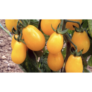 TOMATO; Yellow Submarine