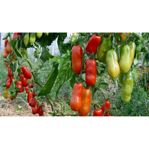 TOMATO; San Marzano