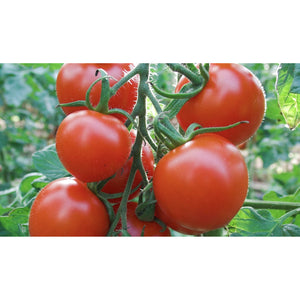 TOMATO; Ruthje
