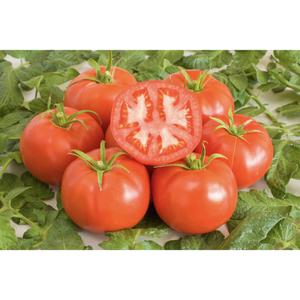 TOMATO; St. Pierre