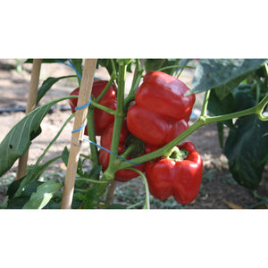 PEPPER; Yolo Wonder