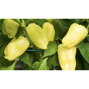 PEPPER; Puszta Gold