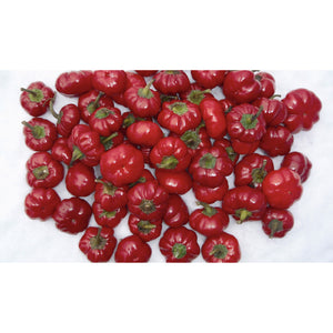 PEPPER; Paradiso