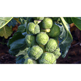 BRUSSELS SPROUTS; Groninger BRUSSELS SPROUTS; Groninger
