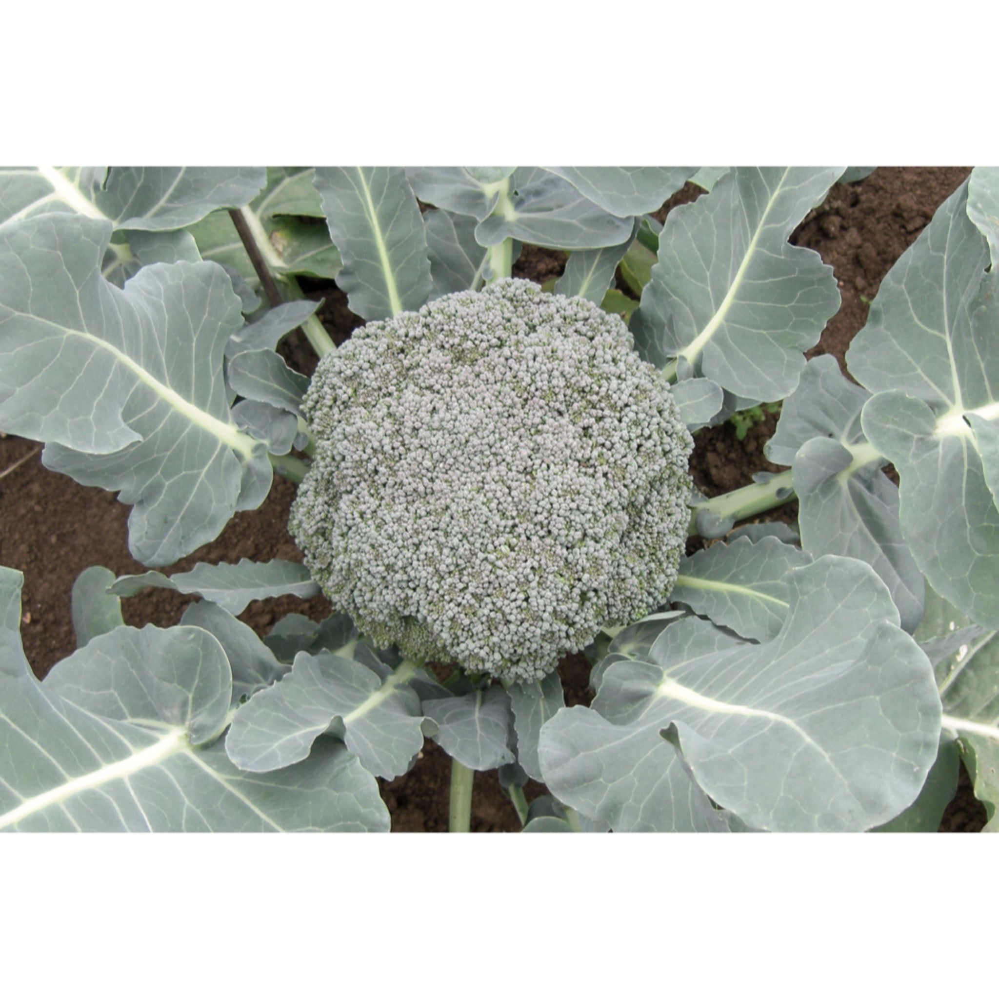 BROCCOLI; Calinaro