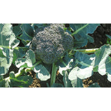 BROCCOLI; Green Calabrese BROCCOLI; Green Calabrese