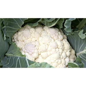 CAULIFLOWER; Autumn Glory