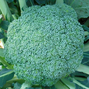 BROCCOLI; Natalino