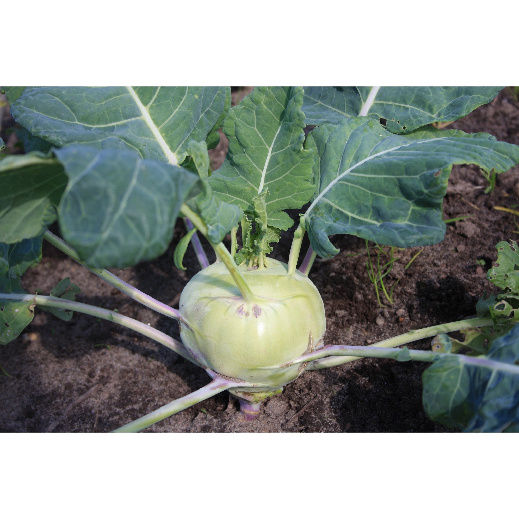KOHLRABI; Delicacy White