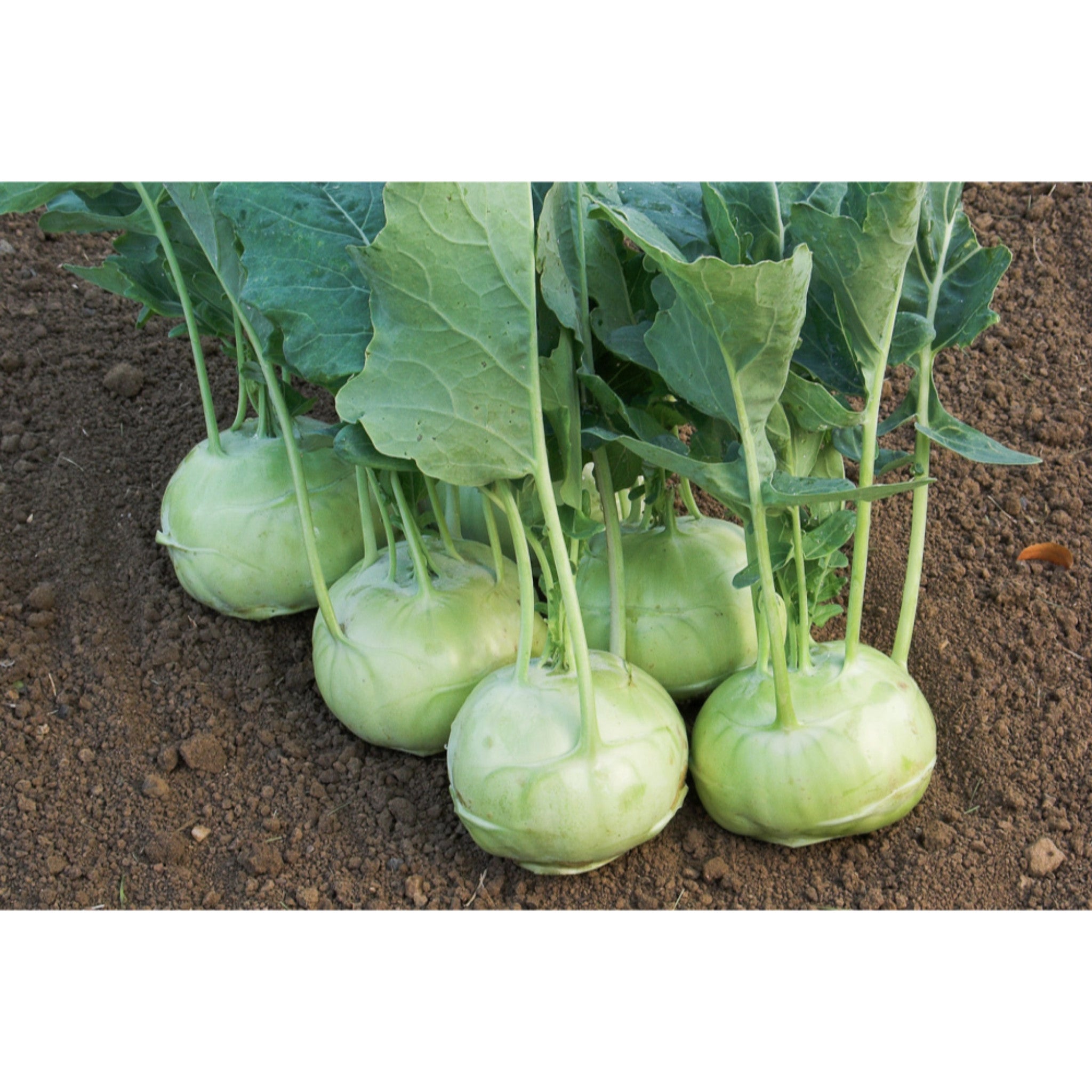 KOHLRABI; Lanro