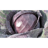 CABBAGE; RED; Red Drumhead CABBAGE; RED; Red Drumhead