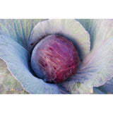 CABBAGE; RED; Granat CABBAGE; RED; Granat