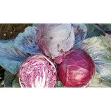 CABBAGE; RED; Rodynda CABBAGE; RED; Rodynda